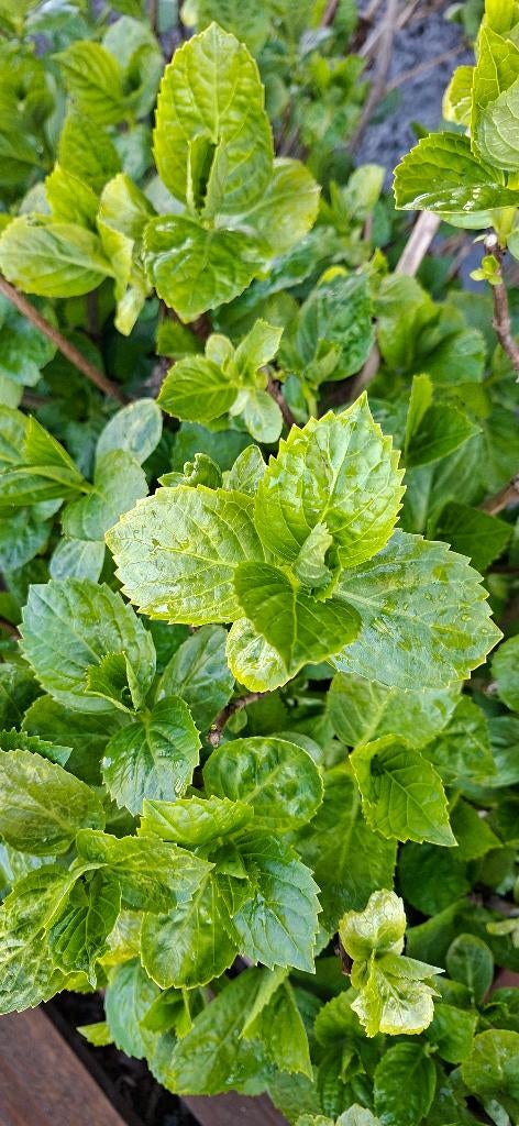 Hortensia's in grote bloembakken., Tuin en Terras, Planten | Tuinplanten, Vaste plant, Halfschaduw, Zomer, Ophalen