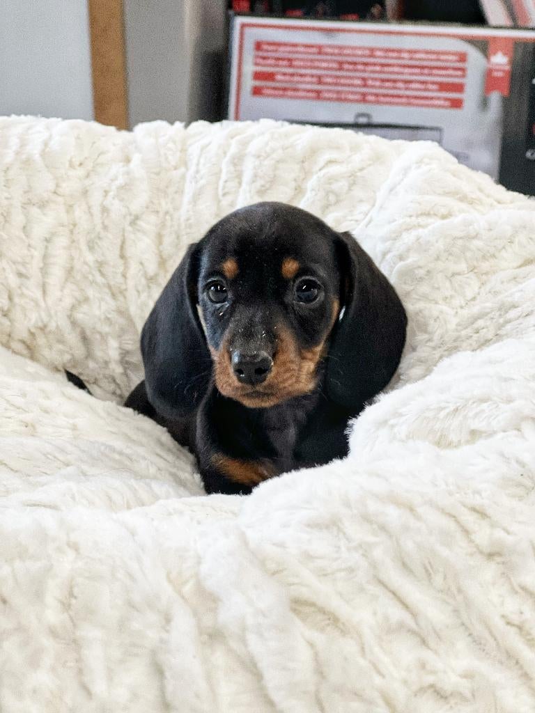 Très beaux chiots teckel à vendre, nés ici, Animaux & Accessoires, Poils courts, Plusieurs, Nain, Hépatite contagieuse (maladie de Rubarth)