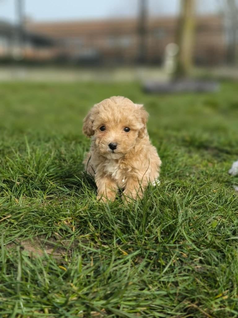 Prachtige Maltipoo pupjes bij ons geboren te koop, Parvo, België, 8 tot 15 weken, Meerdere
