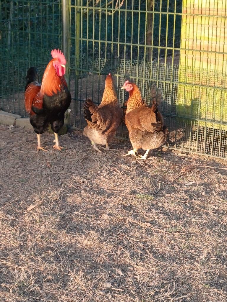 Te welsumer broedeieren groot ras., Geslacht onbekend, Kip