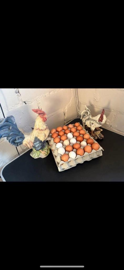 Bio eiren, Dieren en Toebehoren, Pluimvee