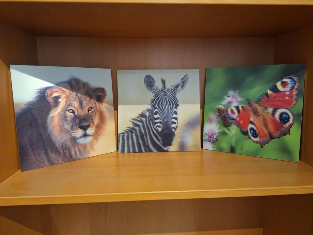 3d dierenkadertjes set. 28cm28cm per kader, Ophalen