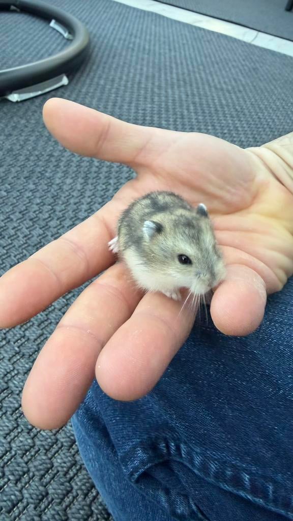 Dwerghamsters, Dieren en Toebehoren, Knaagdieren, Hamster, Maart, Meerdere dieren, Tam