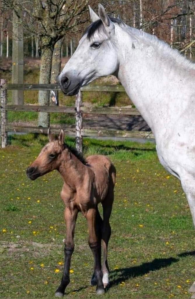 Luso-Arab merrie, lusitano, Arsenio Cordeiro, Dieren en Toebehoren, Pony's, Merrie