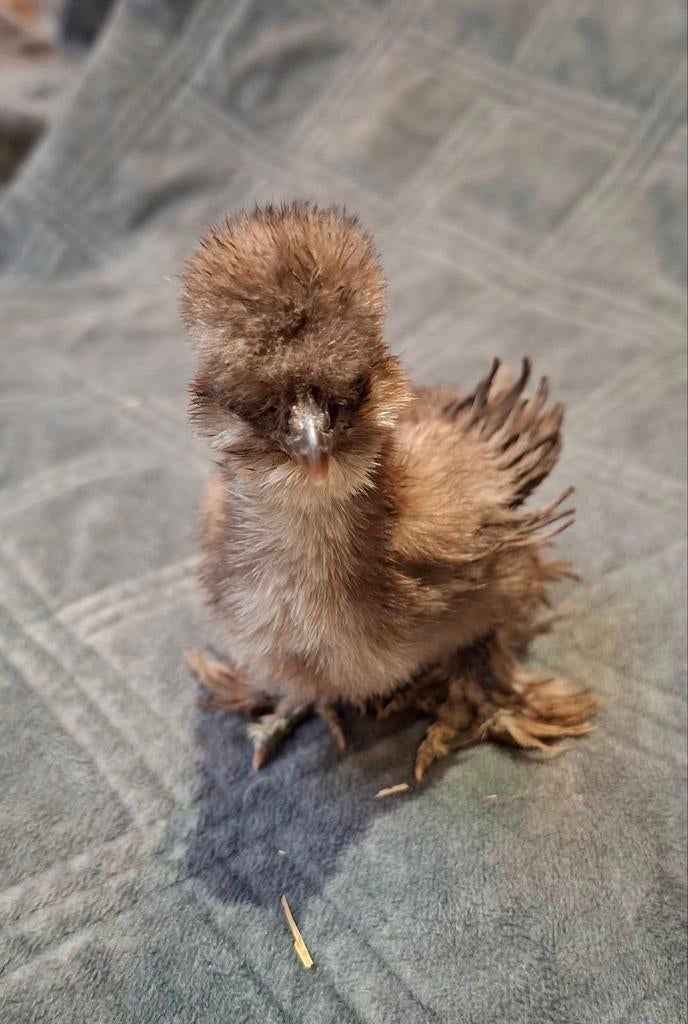 USA zijdehoender kuikens, ingeënt, geslacht onbekend, Sexe inconnu