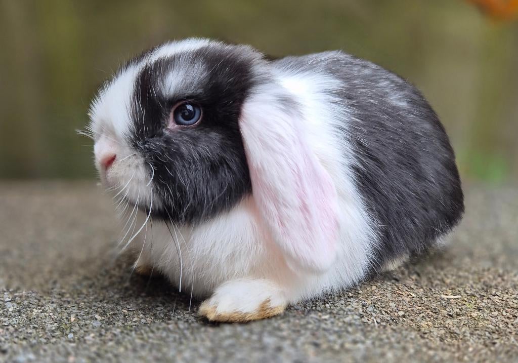 MINILOP RAM, Dieren en Toebehoren, Konijnen, Mannelijk, Klein, Hangoor, 0 tot 2 jaar