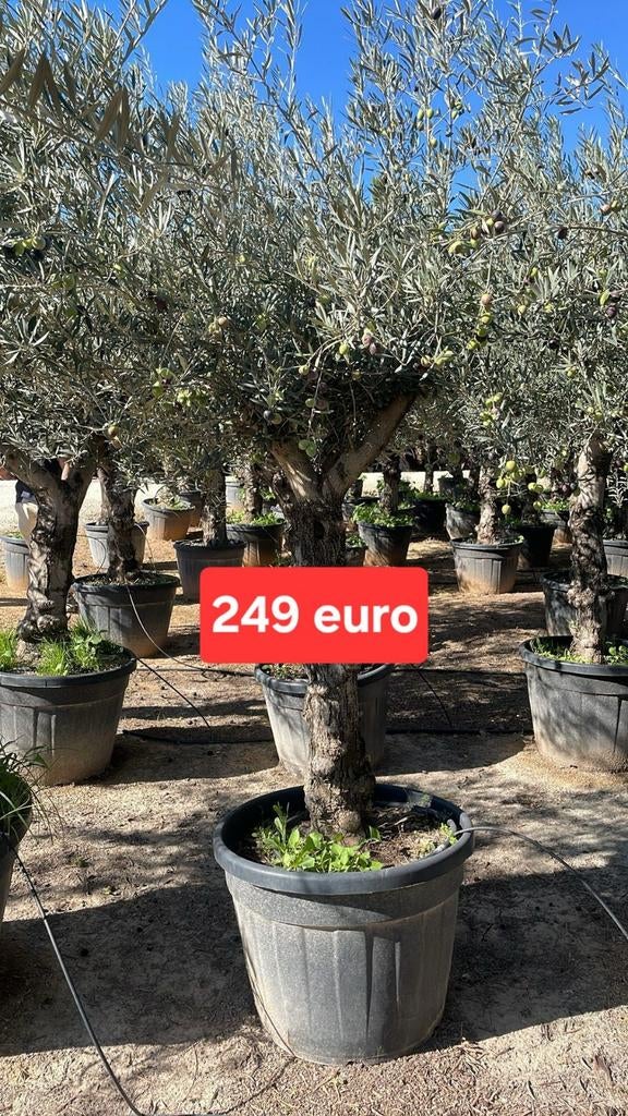 ‼️olijfbomen olea europaea aan stuntprijzen ‼️, Tuin en Terras, Ophalen