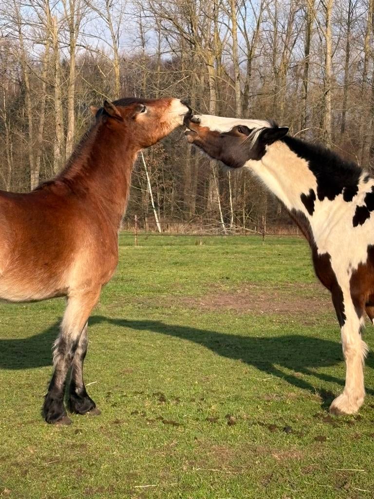 Wei te huur gezocht, Dieren en Toebehoren