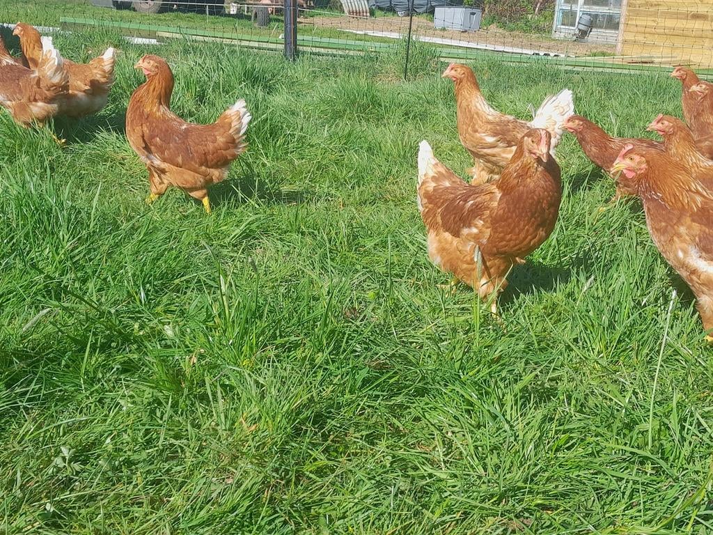 Mooie bruine legkippen leghennen, Dieren en Toebehoren, Pluimvee, Vrouwelijk, Kip