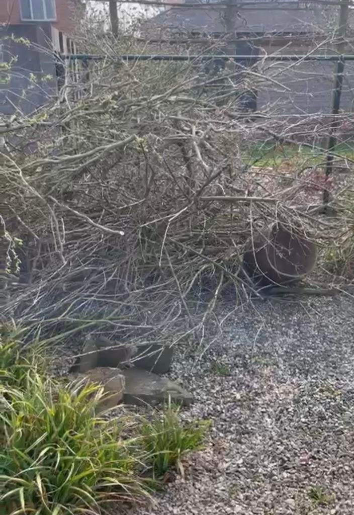 Paastakken wilgen takken gratis, Ophalen