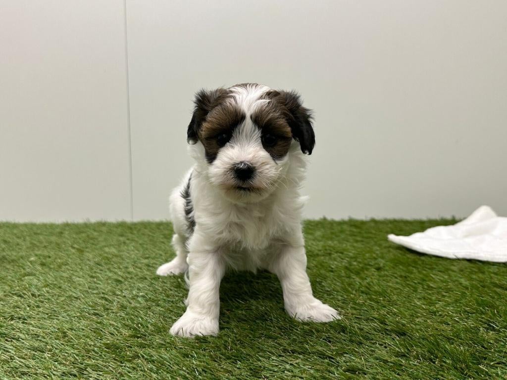 Nestje Havanezer pups, Parvo, België, Overige rassen, 8 tot 15 weken