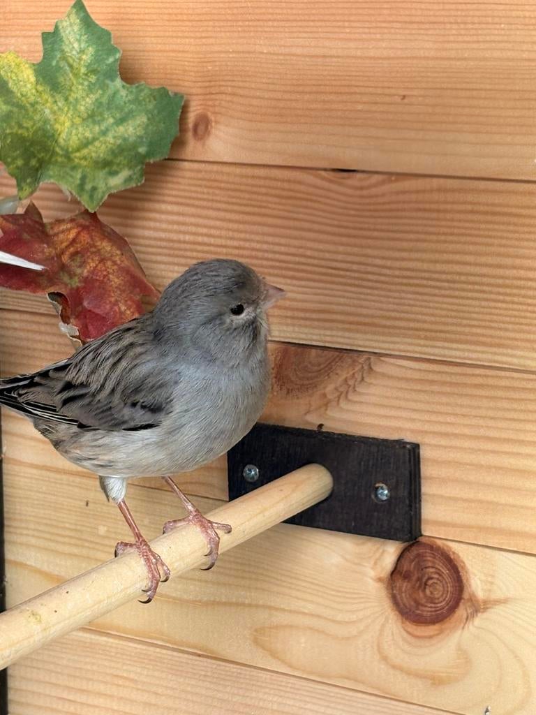 Kanarie man, Dieren en Toebehoren, Vogels | Overige Vogels, Mannelijk, Wildzangvogel