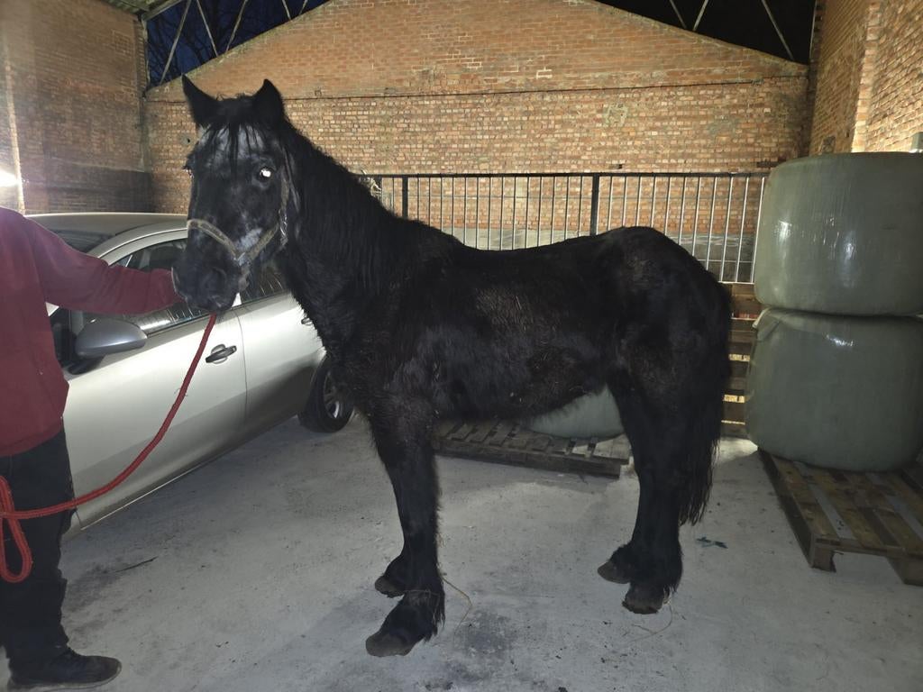 tinker  merry pony  27 jaar  zoekt nieuwe thuis, Dieren en Toebehoren