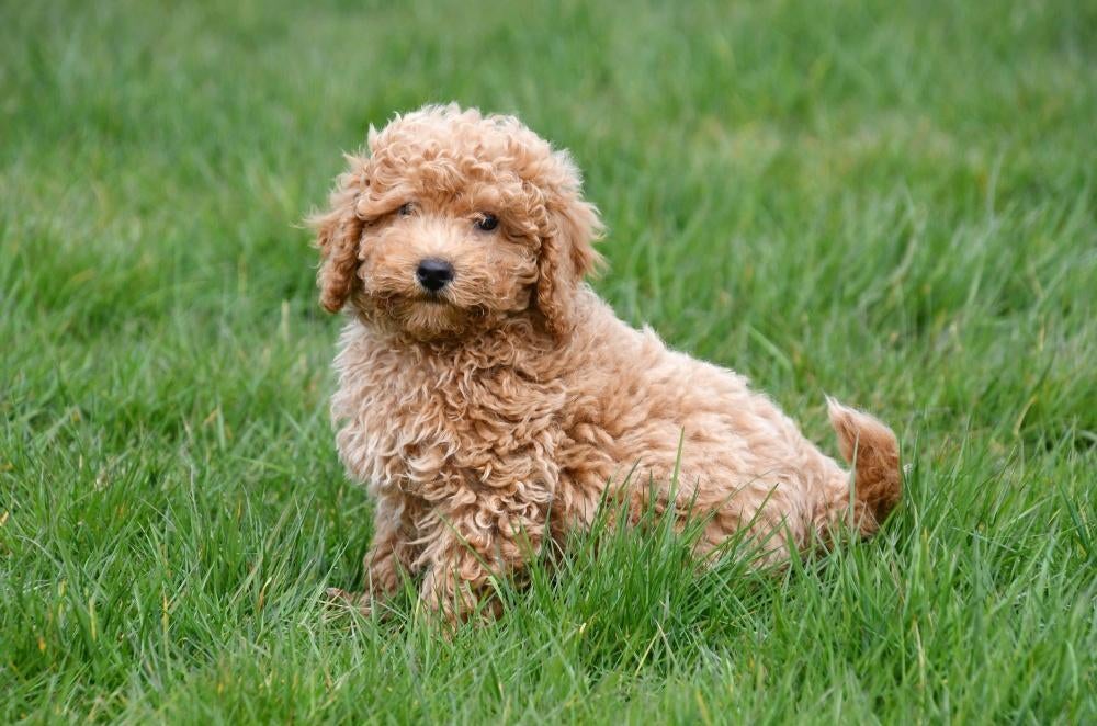 Maltipoo pups te koop, Dieren en Toebehoren, Honden | Chihuahua's en Gezelschapshonden, 15 weken tot 1 jaar, Overige rassen, Buitenland