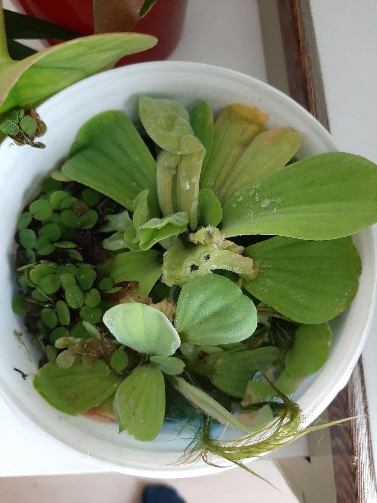 XL portie drijfplanten watersla - eendekroos, Dieren en Toebehoren, Ophalen, Nieuw, Plant(en), Steen of Hout