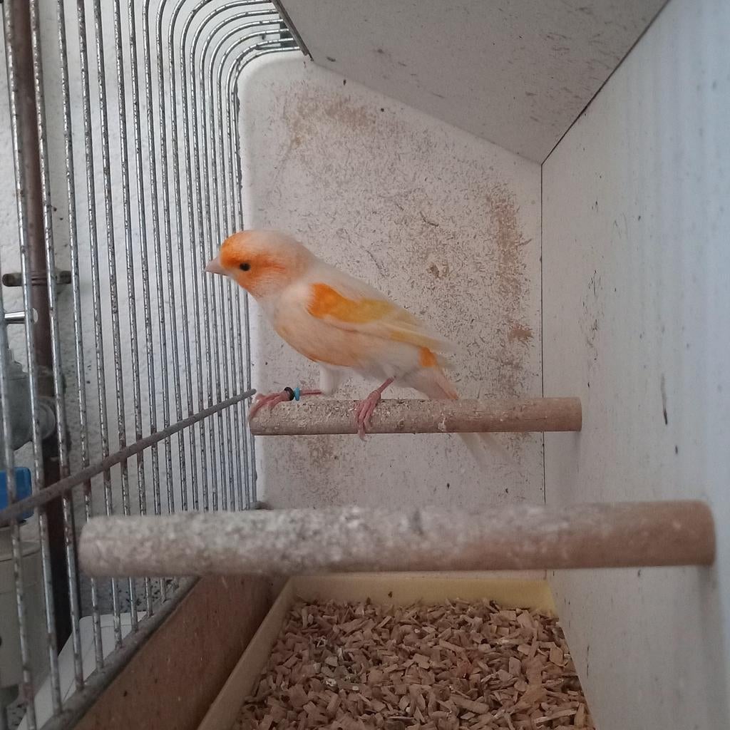 Harlekijn man 2025, Dieren en Toebehoren, Vogels | Kanaries