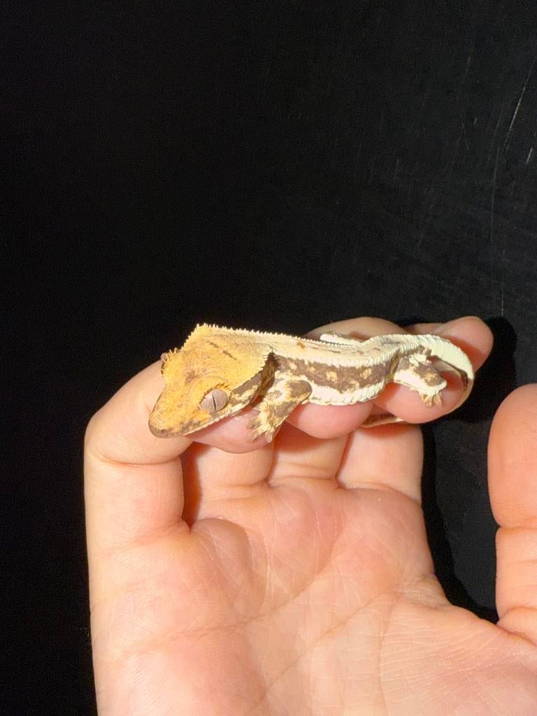 Lilly white wimpergekko, Animaux & Accessoires