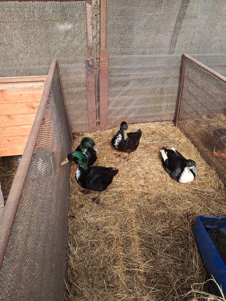 Zwarte eenden, Dieren en Toebehoren, Pluimvee, Mannelijk, Gans of Zwaan