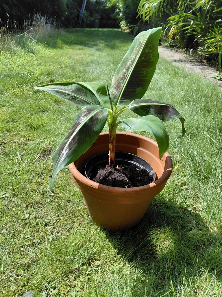 terracotta bloempot 28 cm dia, Ophalen, Terracotta