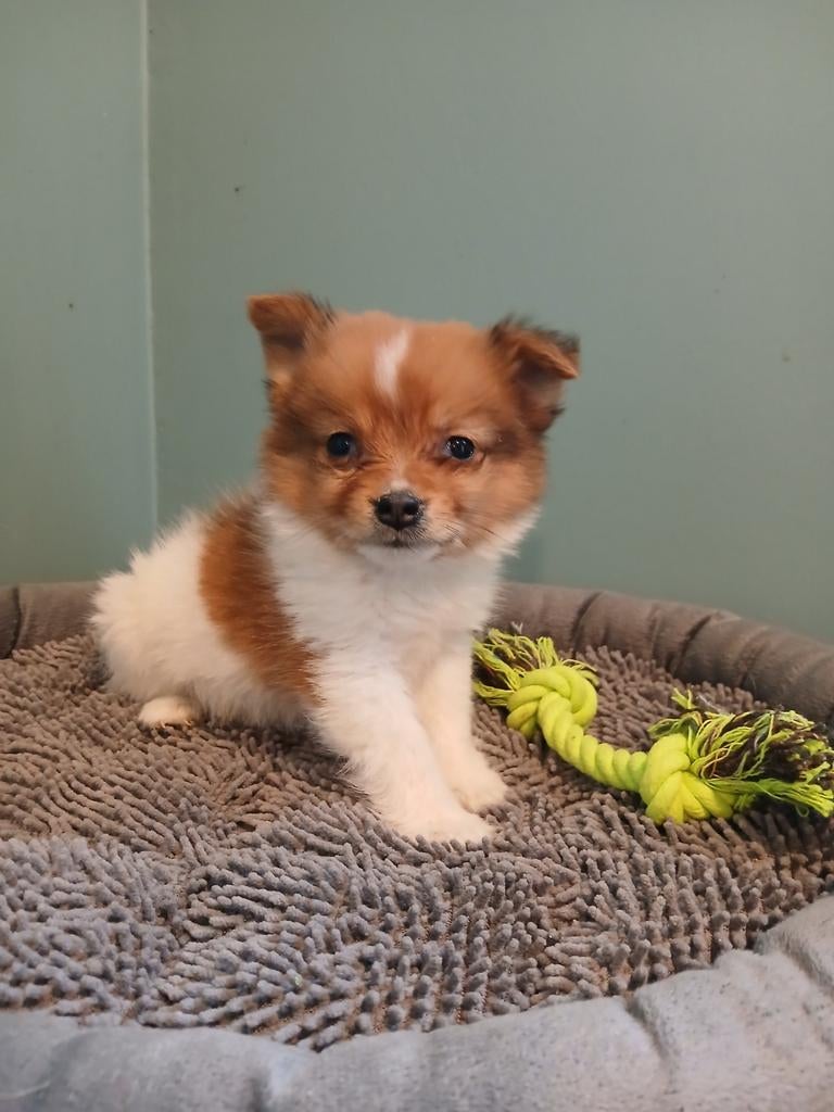 Kees pupjes, Dieren en Toebehoren, Honden | Poolhonden, Keeshonden en Oertypen, Meerdere dieren, Keeshond, Fokker | Professioneel