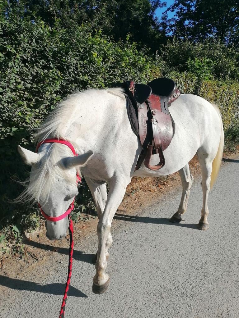 Selle australienne 18' à saisir !, Animaux & Accessoires, Poneys, Ne s'applique pas