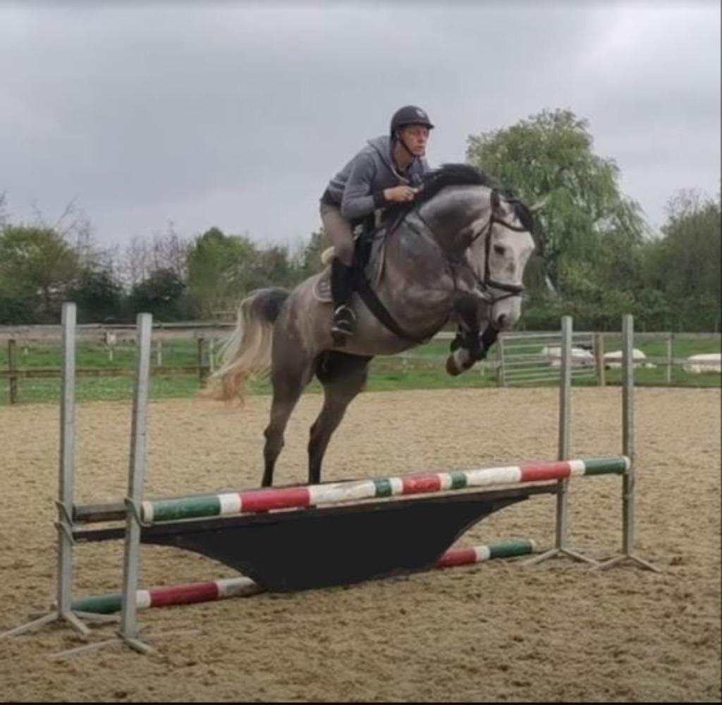 jonge kwalitatieve springpaarden gezocht, Dieren en Toebehoren, Paarden, Zadelmak, Springpaard