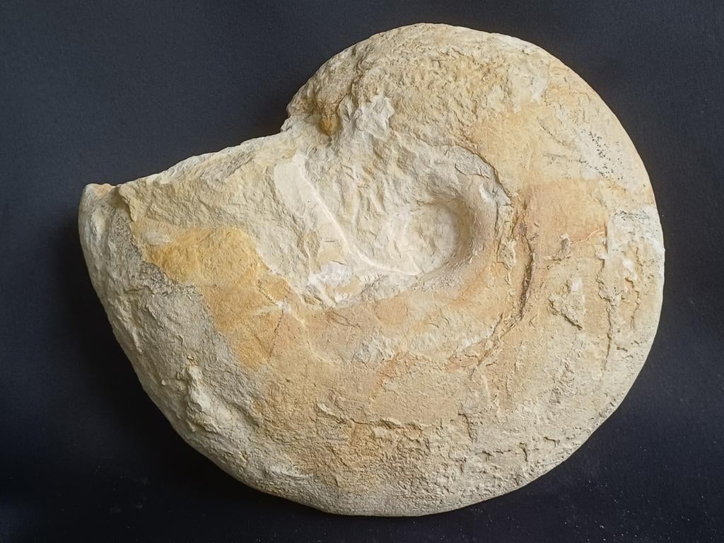 Calamar fossile - ammonite de France, Enlèvement ou Envoi, Fossile