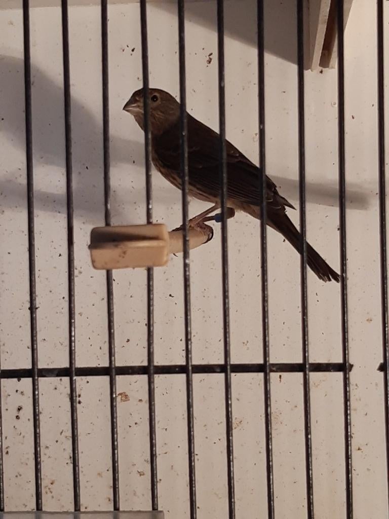 Mexicaanse Roodmus, Femelle