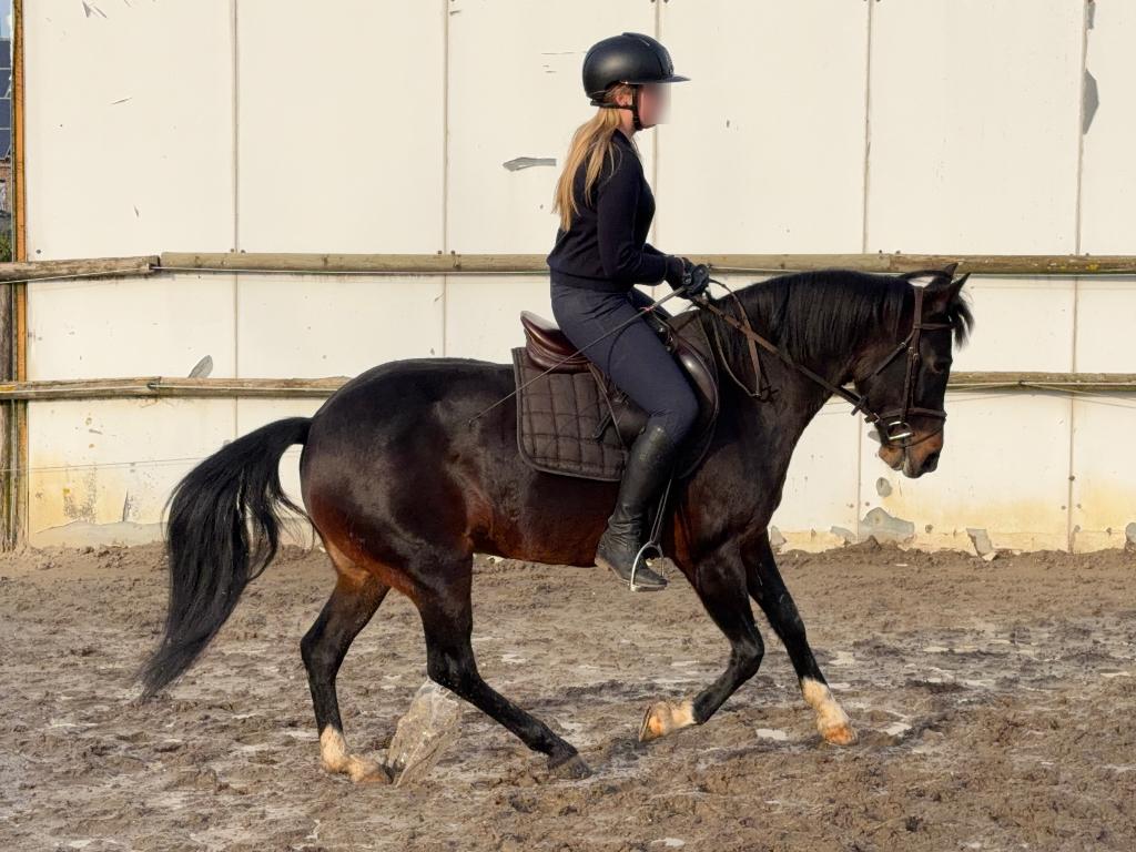 Knappe D Pony, Dieren en Toebehoren, Pony's, Merrie, Met stamboom, Springpony, 7 tot 10 jaar