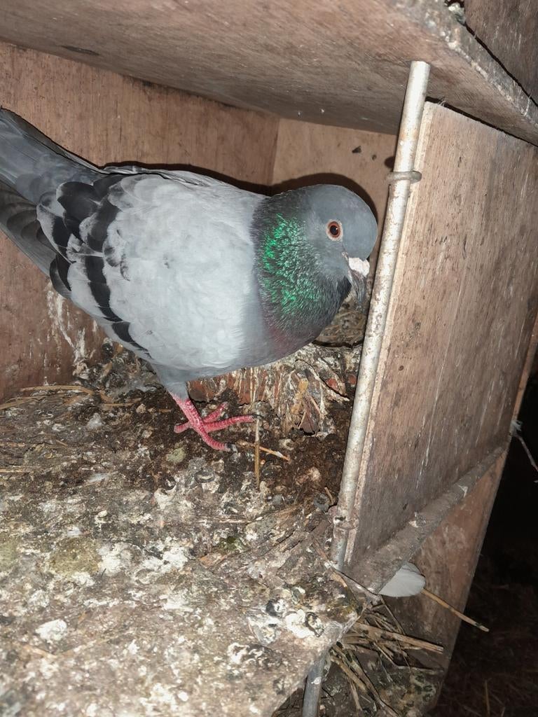 Reisduiven, Meerdere dieren, Postduif