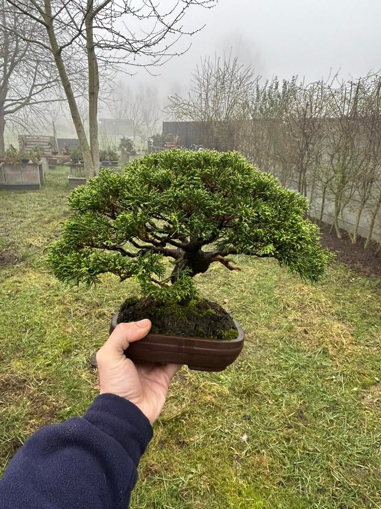 Japanse itoigawa bonsai, Tuin en Terras, Planten | Bomen, Ophalen