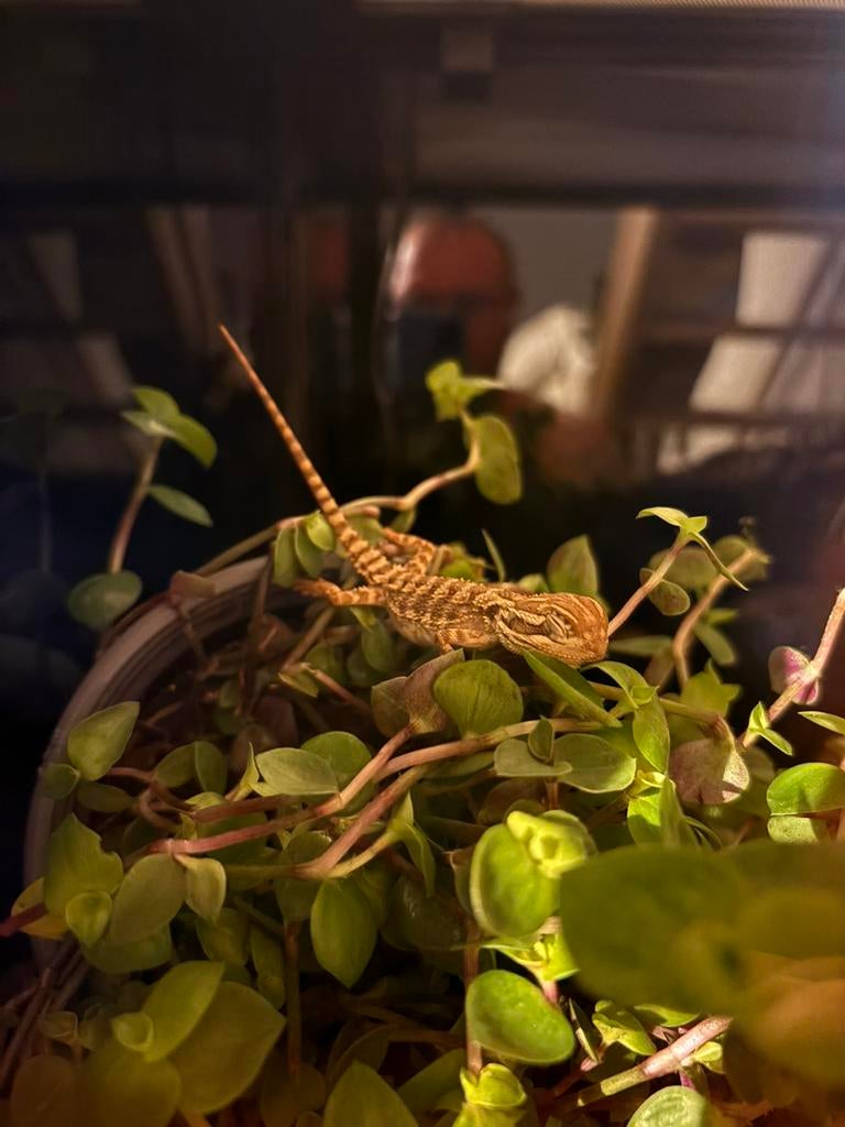 Pogona & pogona nain