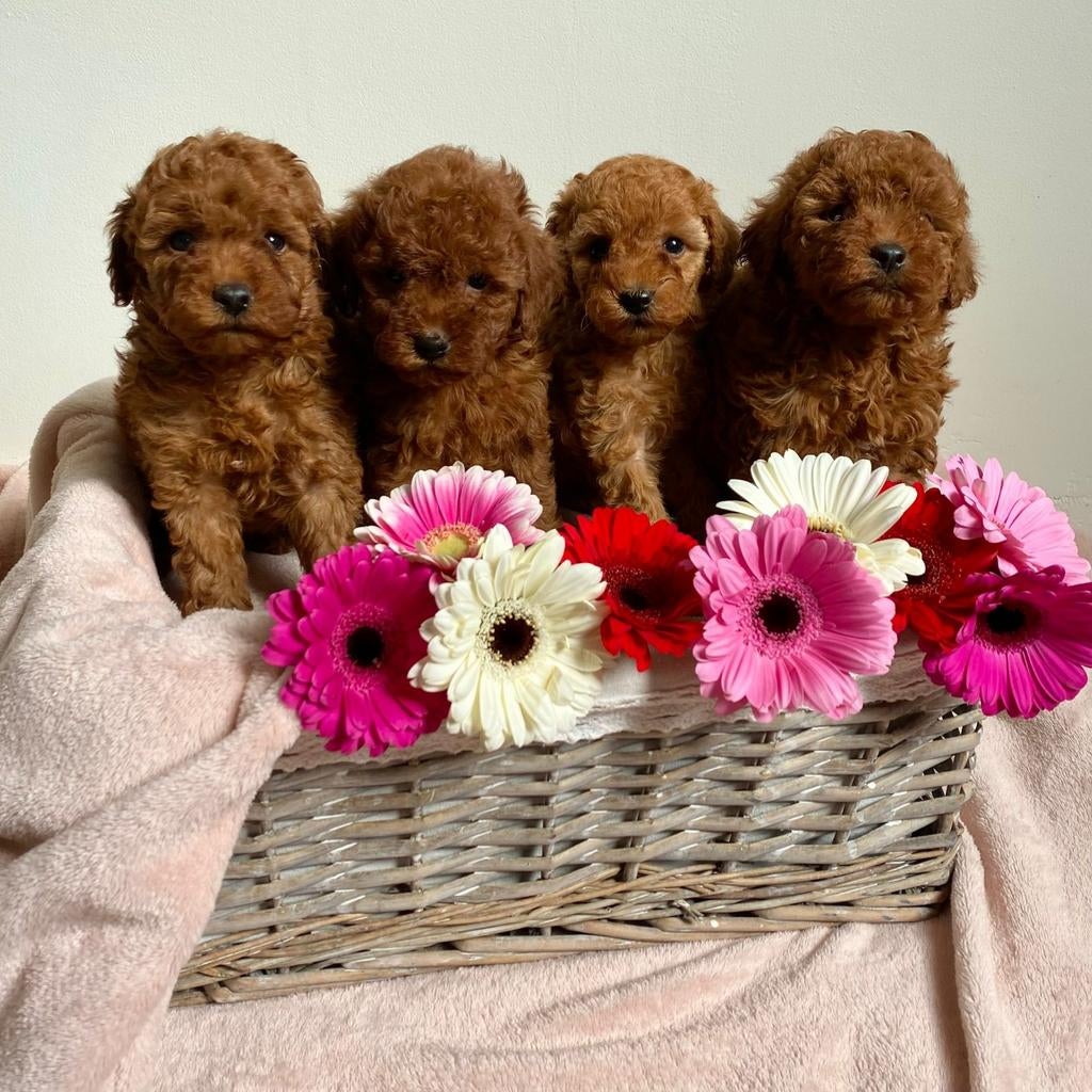 Toy poedel pups abrikoos, Animaux & Accessoires, Chiens | Chihuahuas & Chiens de compagnie, Plusieurs animaux, Caniche, Éleveur | Loisir