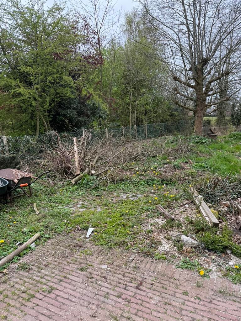 Gratis takken knotwilg nog veel meer dan op foto, Tuin en Terras, Planten | Bomen, Ophalen