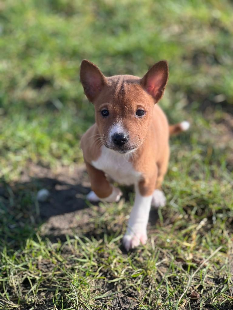 Né avec nous  Chiots Basenji à vendre, Animaux & Accessoires, Autres races, Plusieurs, Hépatite contagieuse (maladie de Rubarth)