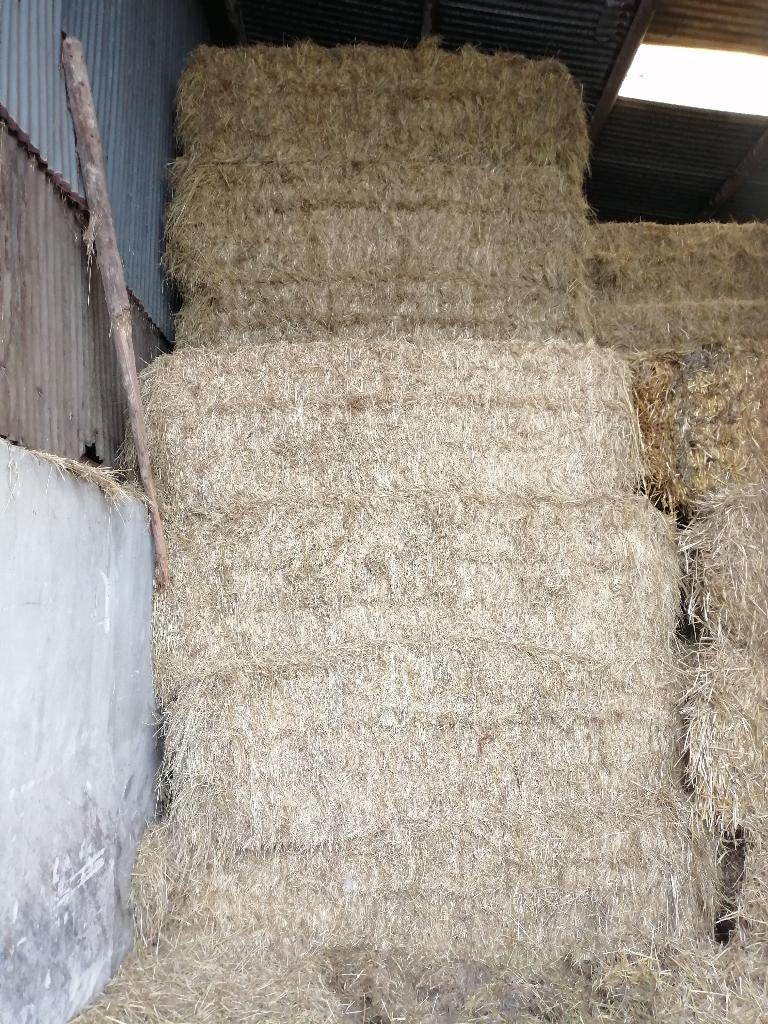 Bottes de foin à vendre, Animaux & Accessoires, Enlèvement, Bétail