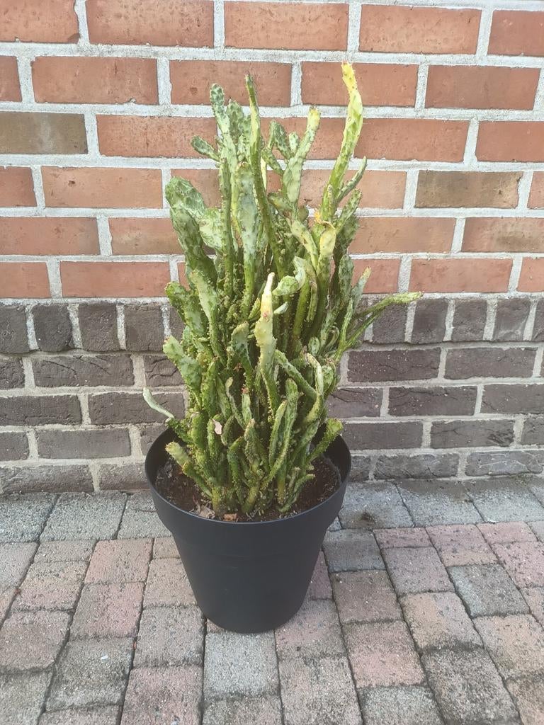 Prachtige Zuiderse cactus plant in grote pot, Tuin en Terras, Ophalen