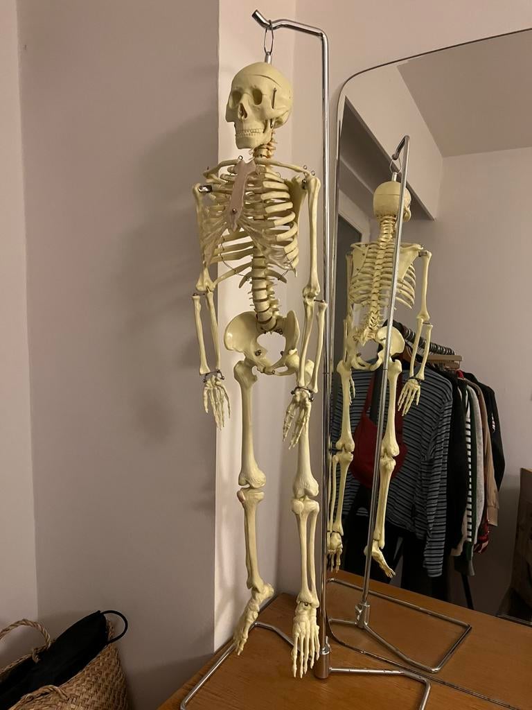 Anatomisch skelet, Diversen, Ophalen