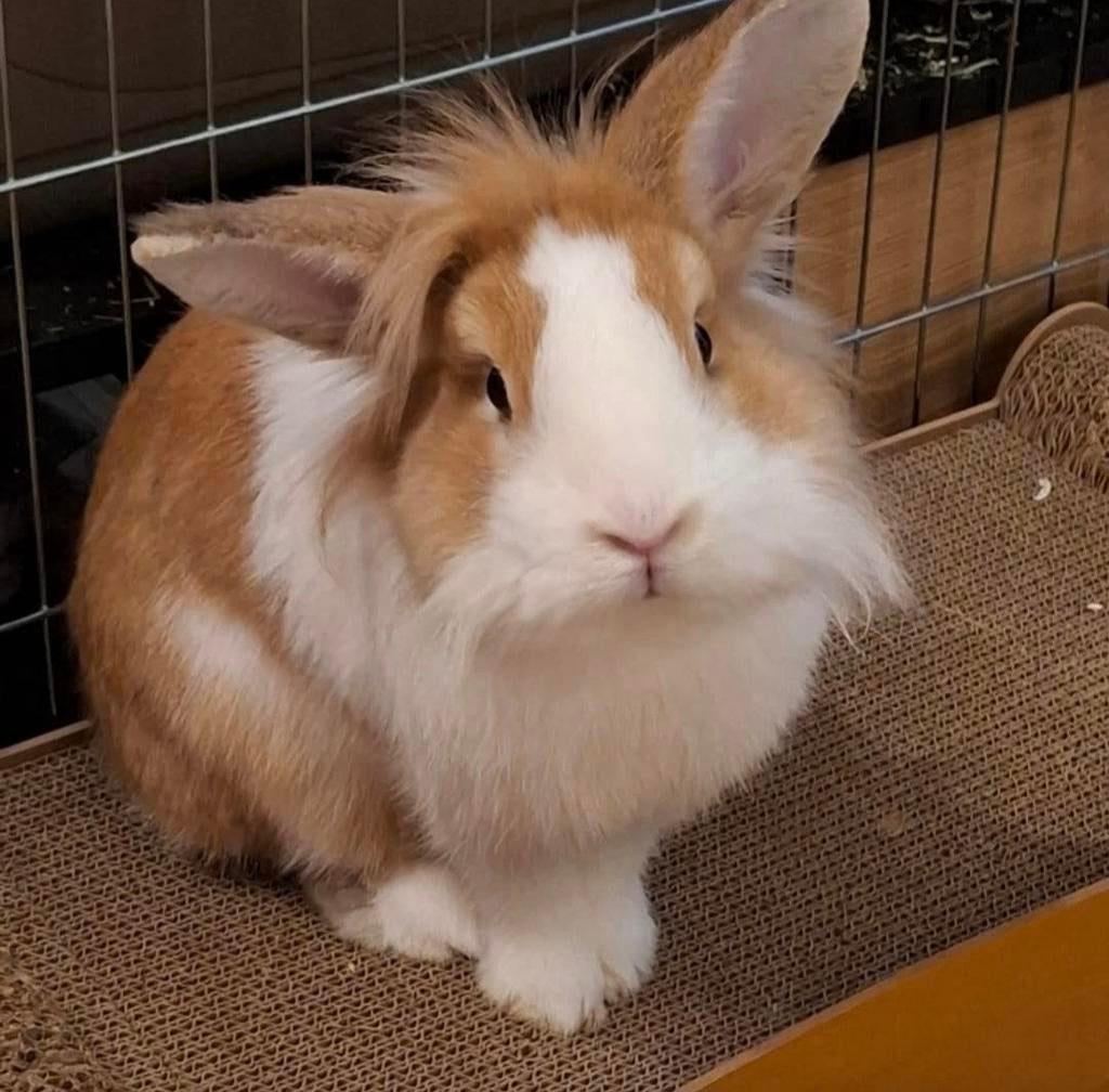 Man en vrouw supper leuk koppeltje, Dieren en Toebehoren, Konijnen