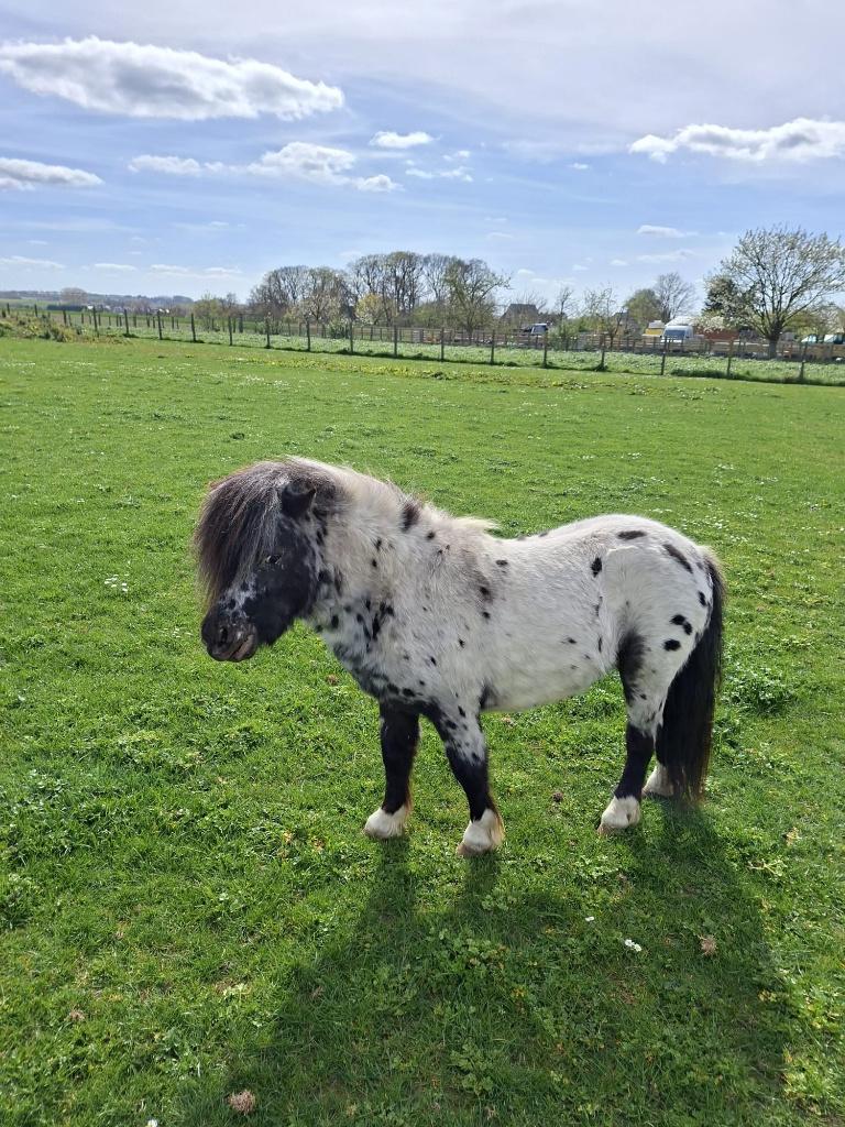 We zijn op zoek naar een brave en betrouwbare pony., Dieren en Toebehoren, Ruin