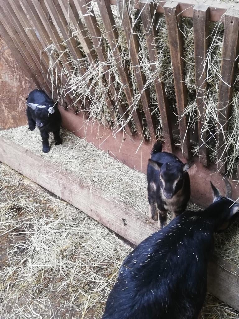 Dwerggeitjes, Dieren en Toebehoren, Schapen, Geiten en Varkens, Meerdere dieren, Geit, 0 tot 2 jaar