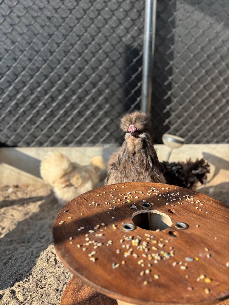 Zijdehoen haan, Dieren en Toebehoren, Mannelijk, Kip