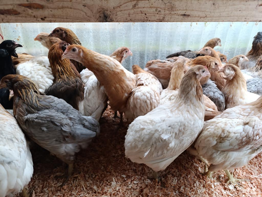 pondeurs bleu oeufs Araucana 100% poules 0499/082381, Animaux & Accessoires, Femelle, Poule ou poulet