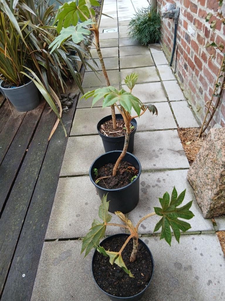 Tetrapanax papyrifera Steroidal Giant- 3 maten, Tuin en Terras, Planten | Tuinplanten, Volle zon, Vaste plant, Herfst, Ophalen