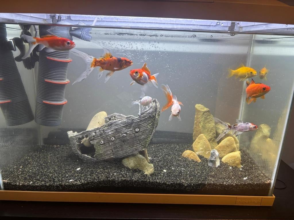 Goudvissen, Ophalen of Verzenden