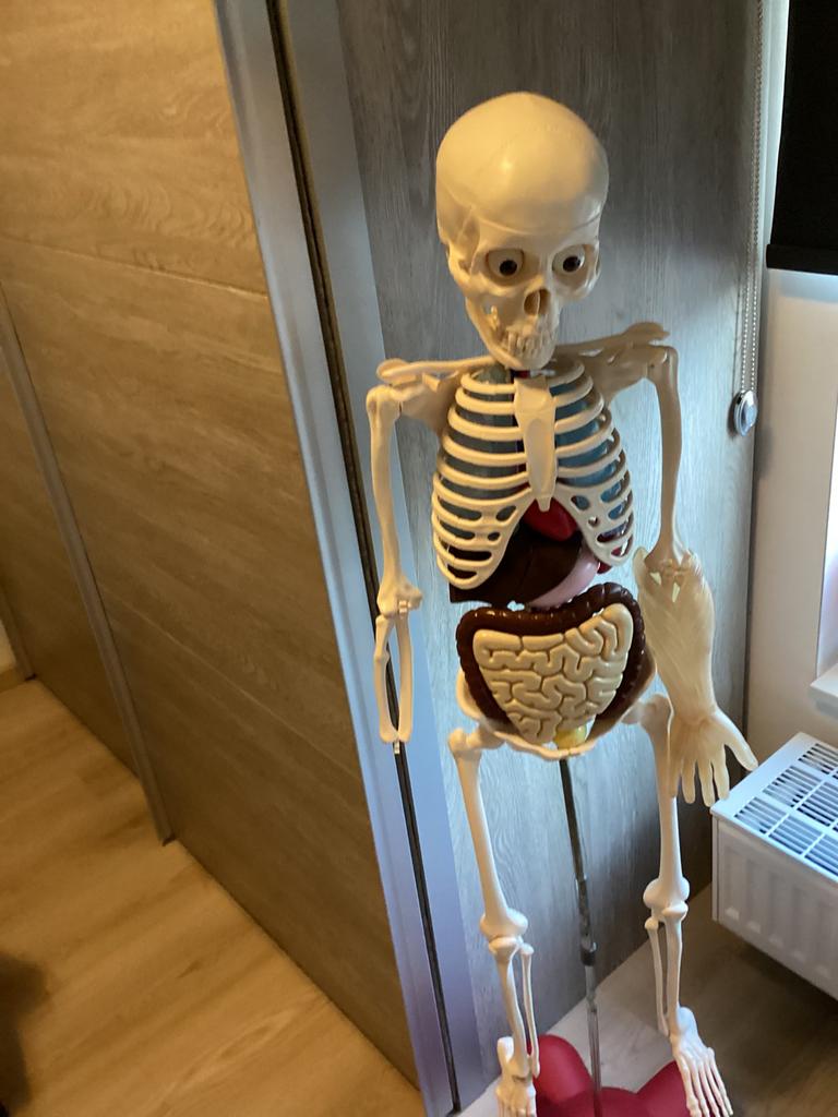 Skelet billy 1m50 hoog met  map uitleg zeeer leuk, Collections, Poupées, Enlèvement, Comme neuf