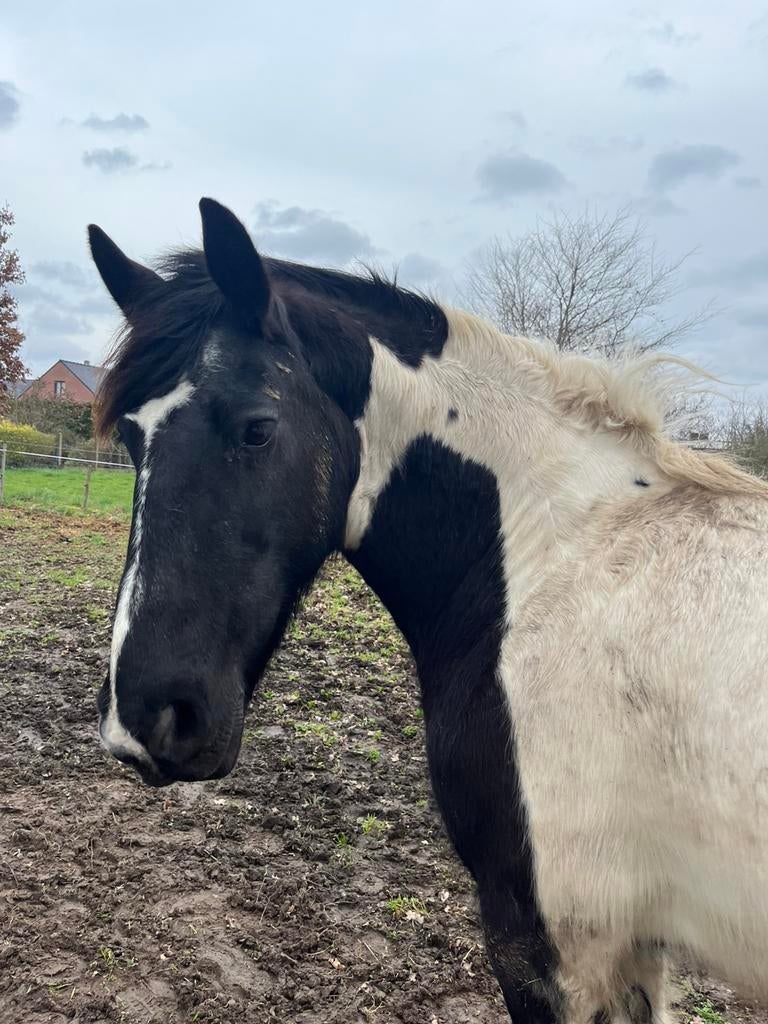 Mooie merrie, Dieren en Toebehoren, Paarden, Merrie, Zadelmak, Gechipt, 11 jaar of ouder