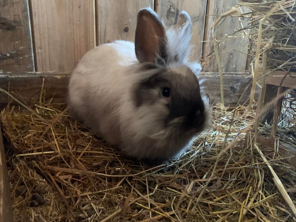 Konijn voedster, Dieren en Toebehoren, Konijnen