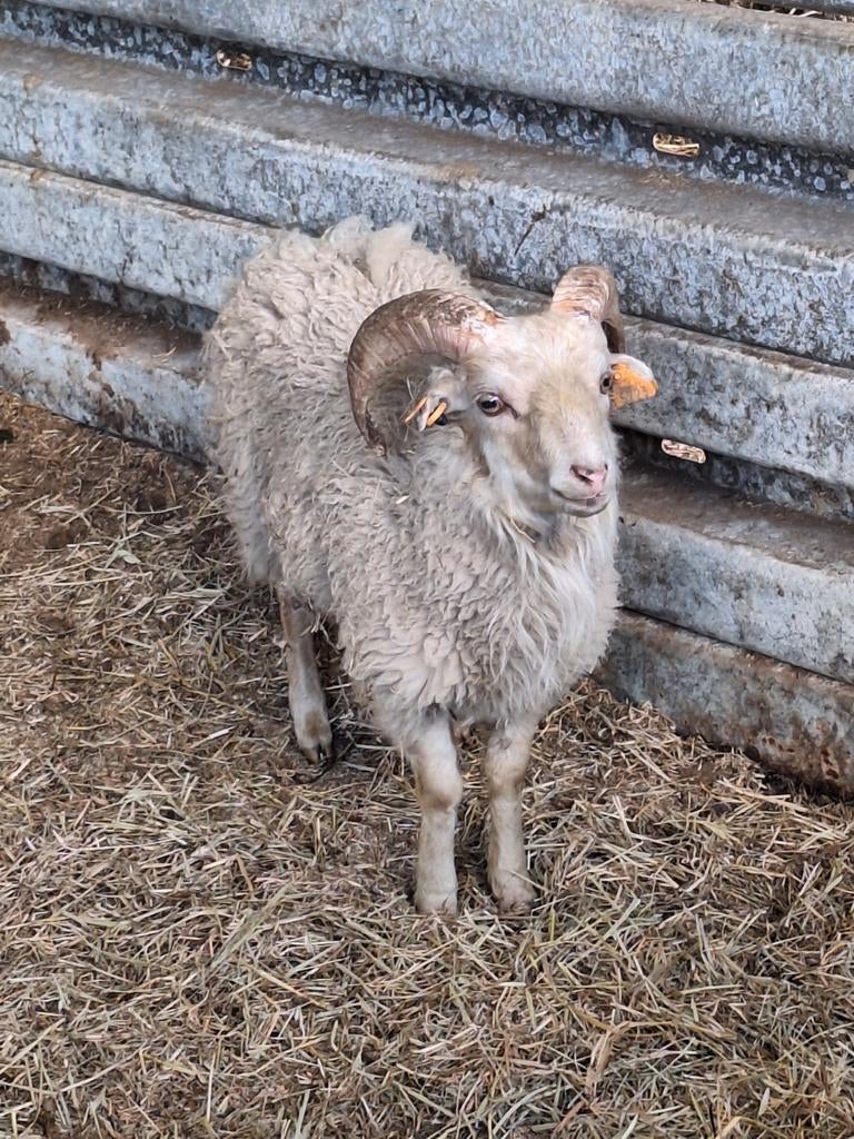 Mooie ouessant ram, Dieren en Toebehoren, Mannelijk, Schaap, 0 tot 2 jaar