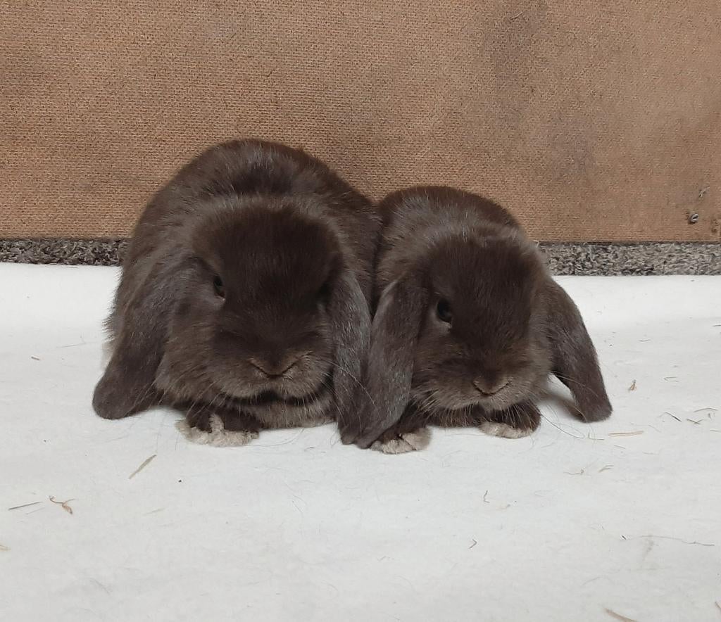Dwerghangoortjes NHD chocoladebruin, Dieren en Toebehoren, Konijnen, Meerdere dieren, Dwerg, Hangoor, 0 tot 2 jaar